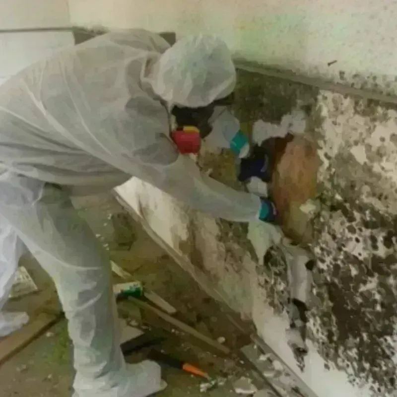 Mold Remediation and Removal in Fredonia, KS